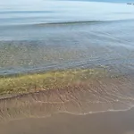 Alga Klifowa *