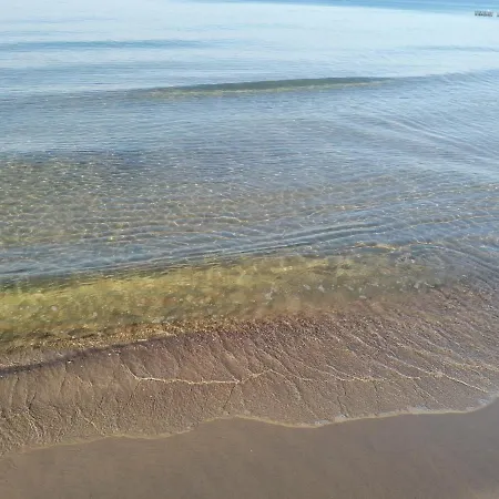 Alga Klifowa *