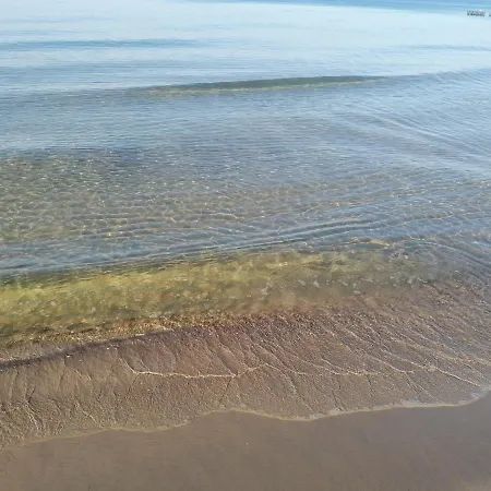 Alga Klifowa *